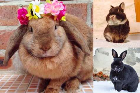 26 живых доказательств того, что кролики — не только ценный мех, но и 3-4 кг чистого счастья