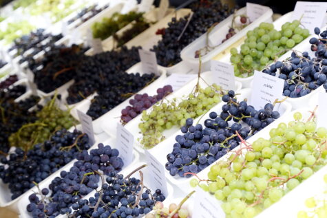 25 фото, которые доказывают, что в Латвии выращивают отличный виноград