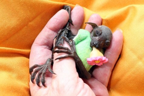 Džonijs Deps adoptējis netipisku dzīvnieciņu - sikspārni