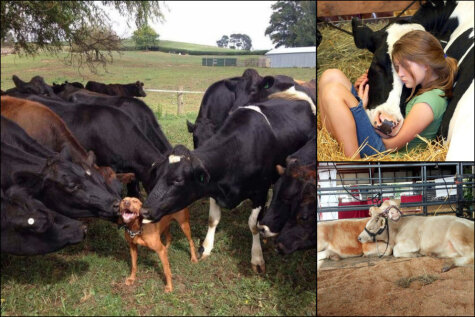 ФОТО: 20 доказательств того, что коровы — это просто очень большие собаки