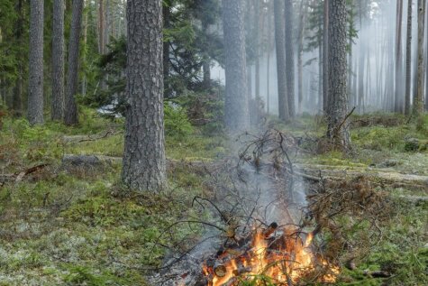 Sargāsim mežu no ugunsgrēka
