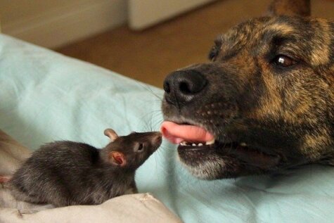 Ļoti jaukas draudzības stāsts: maza žurciņa un milzīgs suns