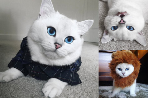 Знакомься, это — Коби, кот с самыми красивыми в мире голубыми глазами!