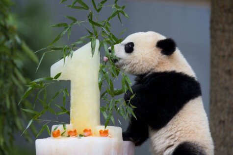 Pandu mazulis Bao Bao sajūsminās par svētku torti