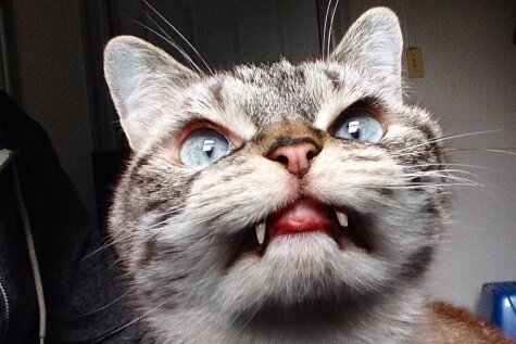 Interneta varonis – kaķis, kurš izskatās pēc īsta vampīra