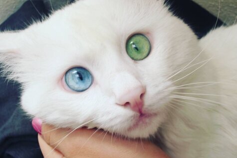 Синий? Зеленый! Этот кот с разноцветными глазами прекрасен так, что сил нет