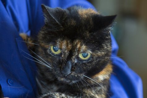 Miris pasaulē vecākais kaķis, kurš pamanījās nodzīvot 27 gadus