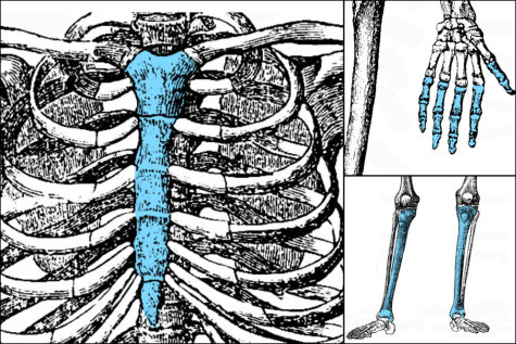 ТЕСТ: Сколько костей в человеческом скелете ты сможешь распознать?
