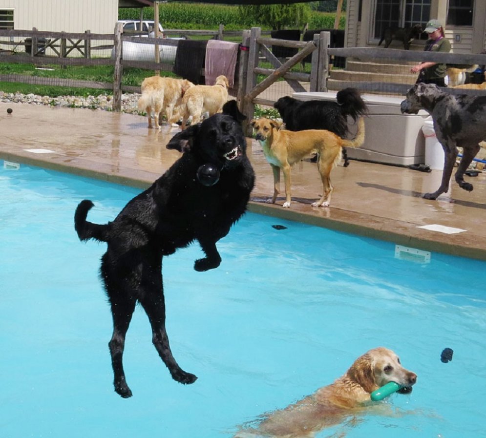 На седьмом небе от счастья: милые собаки из приюта резвятся в бассейне