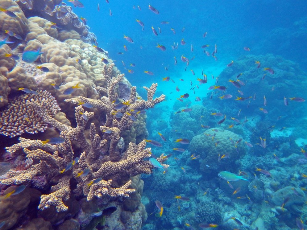 Люди доигрались: Большой Барьерный риф оказался под угрозой исчезновения