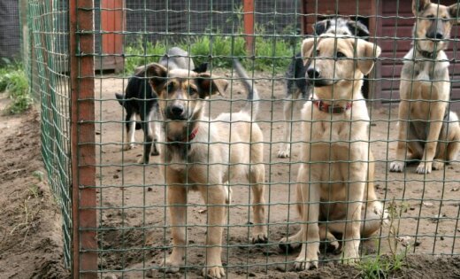 Visvairāk klaiņojošo suņu ir Bolderājā, Valdlaučos un dārziņu rajonos