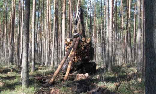 Rīgā labiekārtos Anniņmuižas mežu