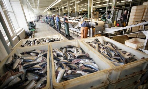 Pašmāju zivju audzētāji lēnām atkaro vietējo tirgu