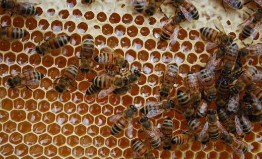 Amatas puses bišu dravā 'Apogi' atsākusies rosība