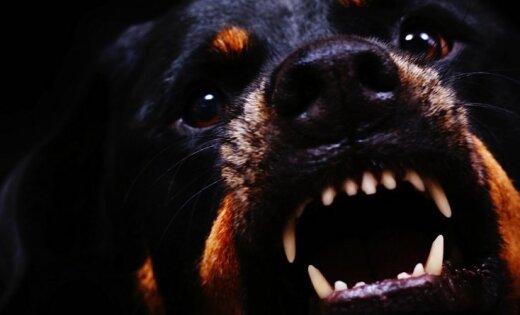 Jaunjelgavā turpinās cīņa ar klaiņojošiem agresīviem suņiem