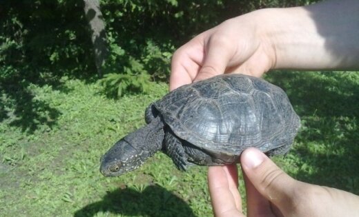 Jelgavā atrasts ļoti rets purva bruņurupucis