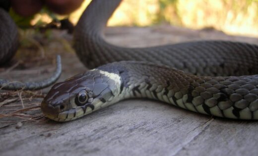 Rīgā mājas pagalmā čūska iekož sievietei