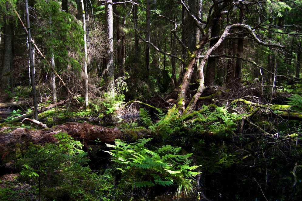 Intars Busulis: 'Mežā būt ir forši!'