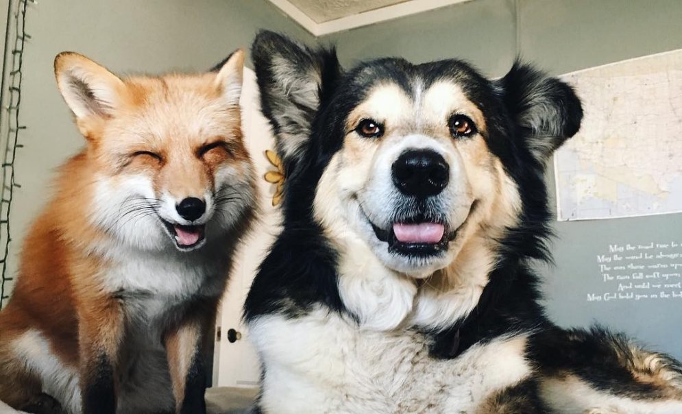 Счастливы вместе: 12 фото, которые доказывают — лиса может быть лучшим другом пса