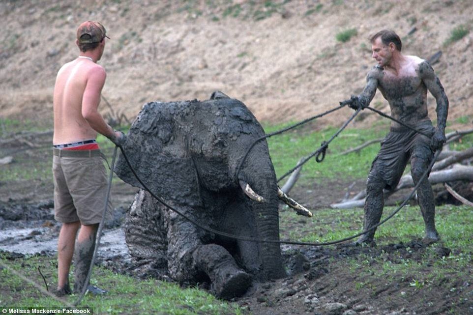 Люди рисковали жизнью ради спасения слоненка, но все закончилось довольно грустно