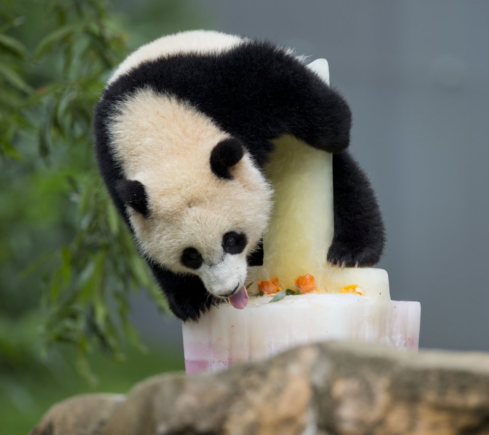 8 невероятно трогательных фотографий с первого дня рождения панды Бао-Бао