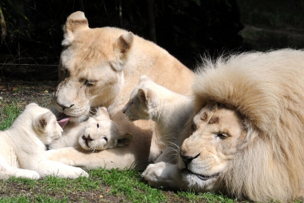 Животные в роли родителей: как звери воспитывают своих детенышей