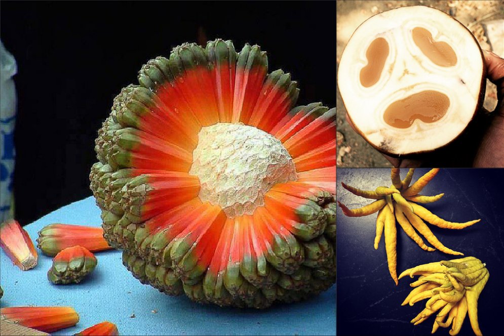 14 экзотических фруктов, о которых ты никогда не слышал