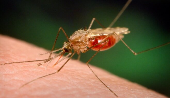 Радость или гадость: что случилось бы, если бы все комары в одночасье исчезли?