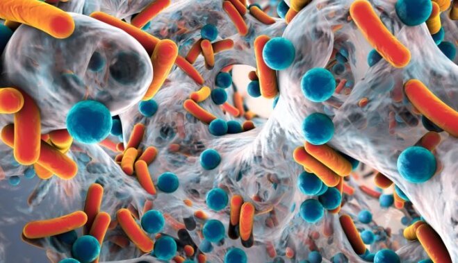 5 бактерий, которые живут с нами каждый день