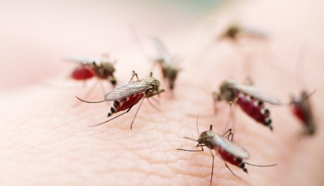 Сочная жертва: Топ-9 причин, почему комары кусают больше одних людей и игнорируют других