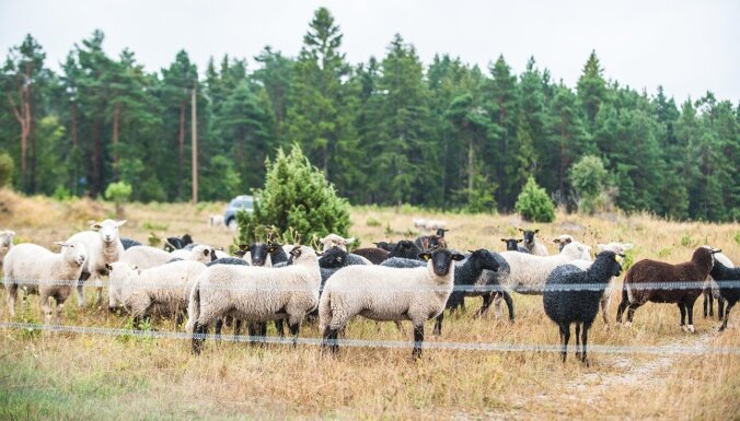 Sāremā un Hījumā: salas, ko apmeklēt, ja gribas aizbēgt 'nekurienē'