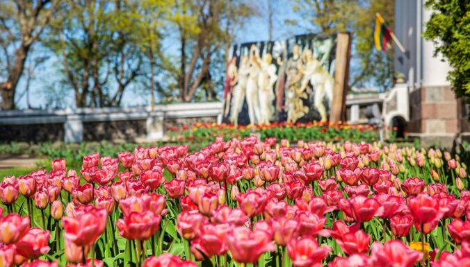 ФОТО. В конце апреля в Пакруойском поместье пройдет Весенний фестиваль с пятью миллионами цветов