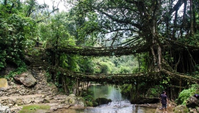 Dzīvie tilti Indijā, kas turpina augt vēl simtiem gadu pēc 'uzcelšanas'