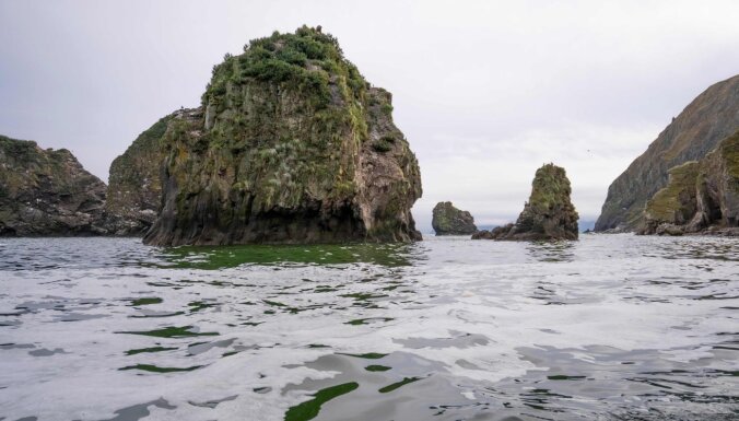 Экологическая катастрофа на Камчатке: на дне Авачинской бухты погибли почти все морские организмы