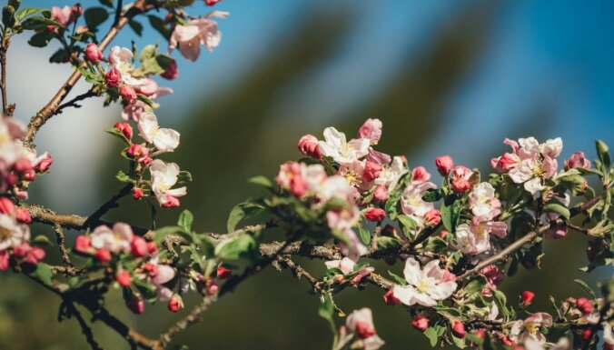 Magnoliju un augļkoku ziedu parāde: vietas, kur baudīt ziedoni tieši tagad
