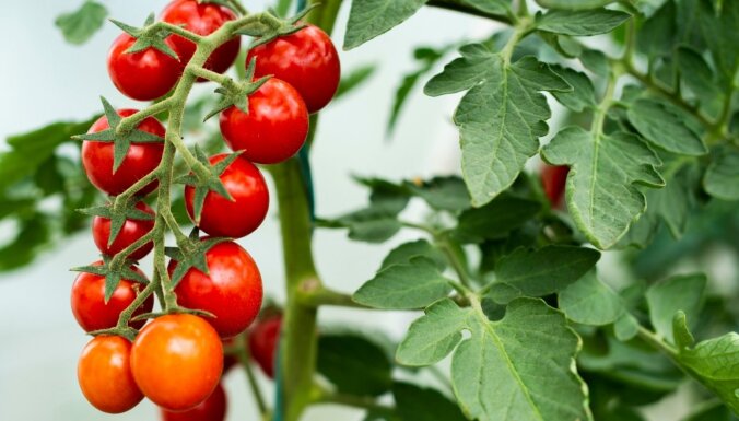 Помидоры в открытом грунте: премудрости выращивания и лучшие сорта полевых томатов