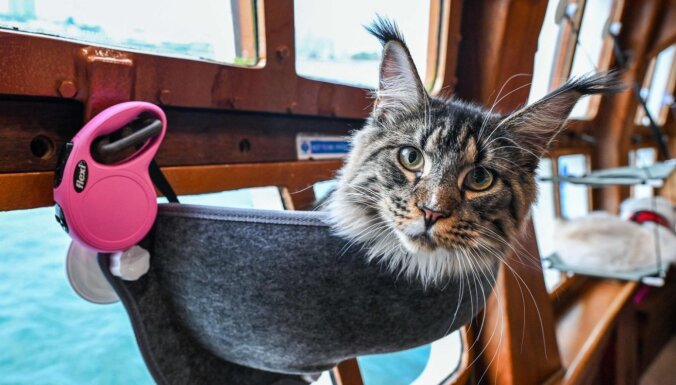 ФОТО. Кошатникам на радость: В Сингапуре запустили первый в мире люкс-круиз для кошек