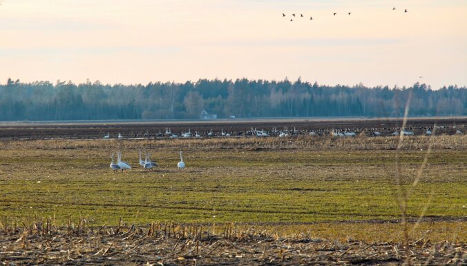 Pavasara vēstneši Svētes palienē – 1. aprīlī dodies vērot putnus uz Jelgavu