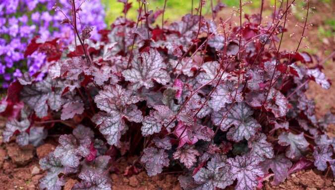 Осеннее настроение в саду: Четыре самых эффектных цветка с красными листьями