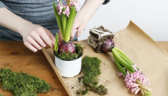 Весеннее садоводство: как правильно сажать декоративные кустарники и луковичные цветы? Советы экспертов