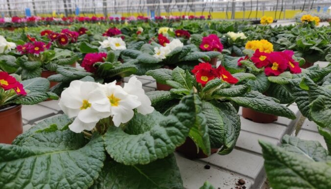 ФОТО. В теплицы садоводческой школы в Булдури уже пришла весна
