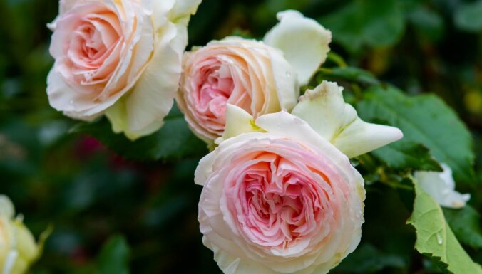 Королевские цветы: 11 сортов роз, которые украсят ваш сад