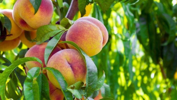 Foto: Aromātisko persiku audzēšana un augļu novākšana pasaulē