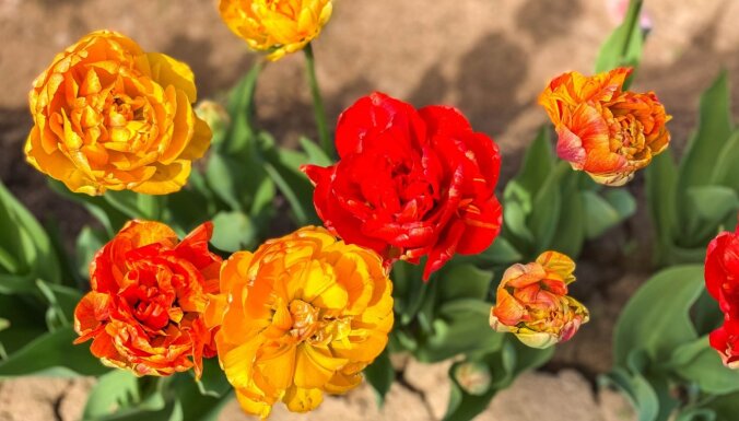 ФОТО. Буйство красок: Потрясающие поля нарциссов и тюльпанов в Даугмале