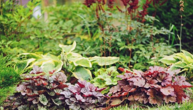Пять самых красивых травянистых великанов для садового дизайна