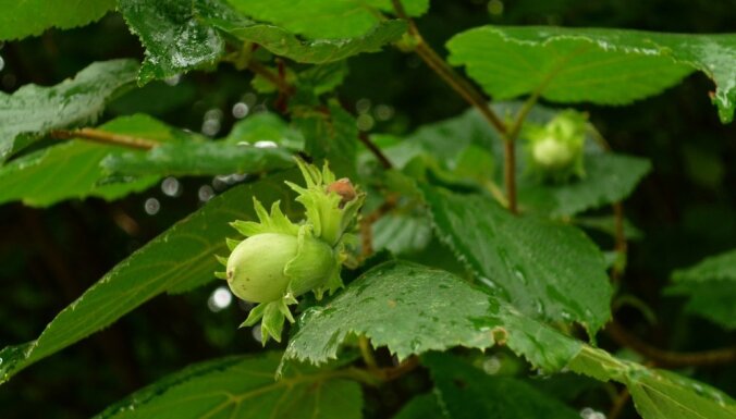 Лесные гости: как вырастить лесной орех в саду?