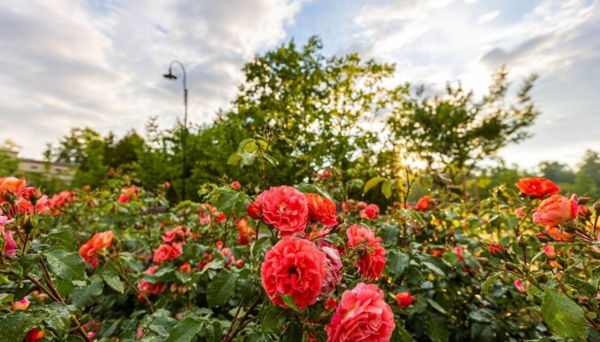 ФОТО. В парке Кемери зацвели более двух тысяч роз