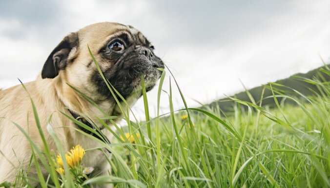 Suns ēd zāli, zemi vai citu dzīvnieku fekālijas: vetārsti min iespējamos iemeslus