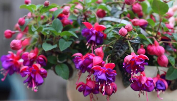 Цветы в корзине: 20 видов подвесных растений для квартиры, балкона и дачи