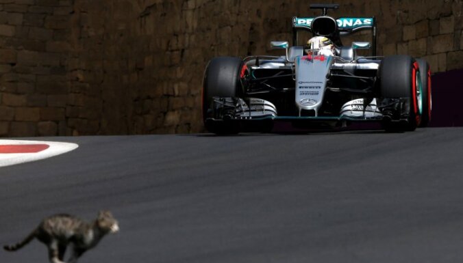 cat in front of Mercedes Formula 1 Lewis Hamilton